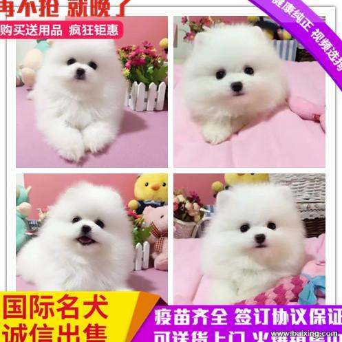 哪里有卖博美博美多少钱博美图片
