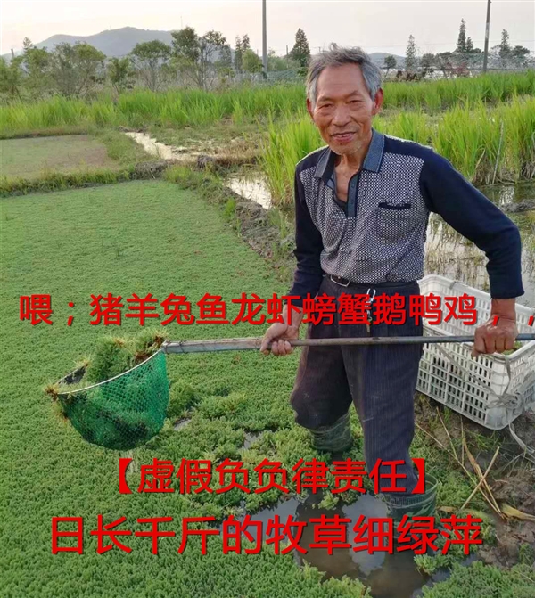 日长千斤的牧草细绿萍种苗